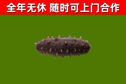 乌什县烟酒回收干海参.jpg